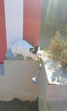 Cat drinking from a tap in Greece Stock Photos