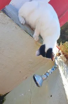 Cat drinking from a tap in Greece Stock Photos