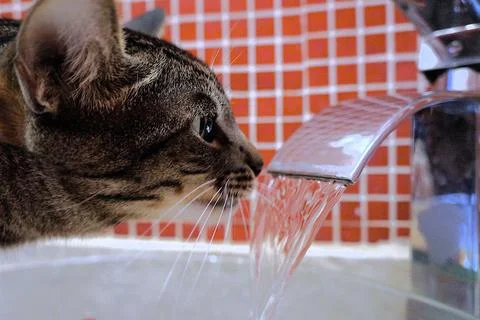Cat drinking from the tap Stock Photos