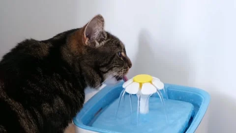 Cat drinking water from an automatic pet fountain Video stock 337617061