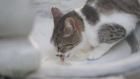 Cat drinking water from a bowl on the floor Stock Footage 334093455