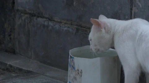 Cat drinking water at the cemetery Stock Footage 128072146