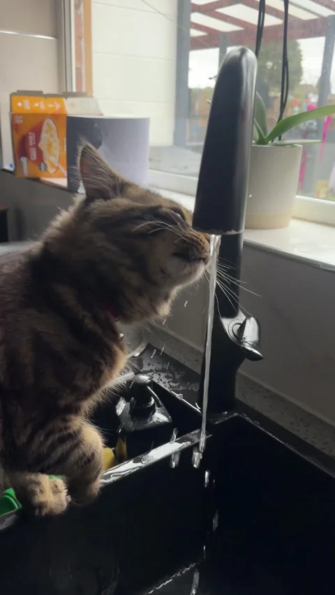 A cat drinking water directly from the tap Stock Footage 303269457