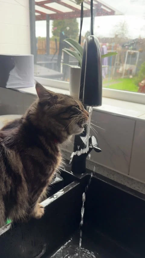 Cat drinking water directly from the tap Stock Footage 303269458
