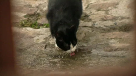 Cat Drinking Water Stock Footage 331936