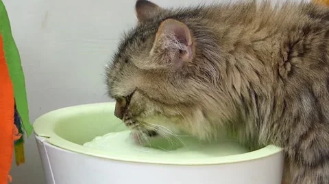 Cat drinking water Stock Footage 52725042