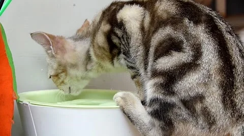 Cat drinking water Stock Footage 52725079
