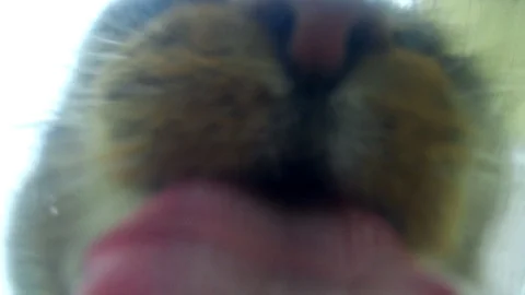 The cat is drinking water. Stock Footage 122644457