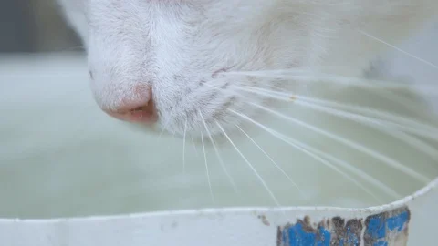 Cat drinking water Video stock 128072304
