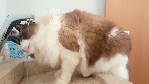 Cat drinking water Stock Footage 134940426