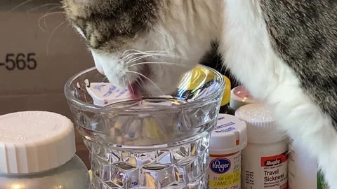 Cat drinking water Stock-Footage 154758569