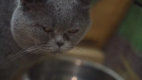 The cat is drinking water. Stock Footage 162574409