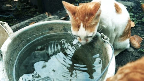 The cat is drinking water Stock Footage 201718559