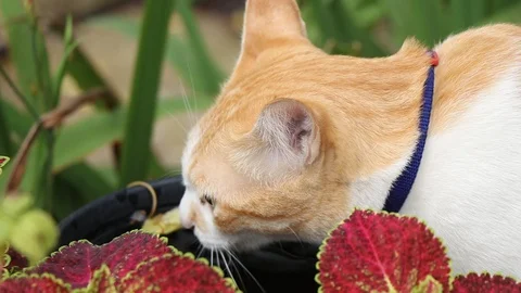 Cat drinking water in the garden. 스톡 동영상 129372780