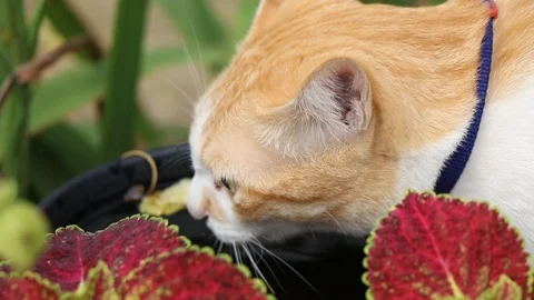 Cat drinking water in the garden. Stock-Footage 129372791