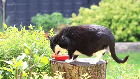 Cat drinking water in the garden  Stock Footage 180470353