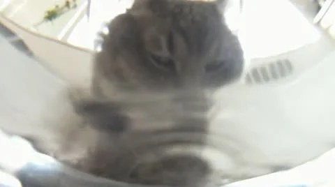 Cat drinking water Go Pro (Under Water POV) Stock Footage 11323982