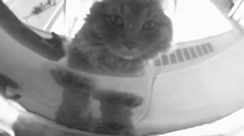 Cat drinking water Go Pro (Under Water POV) Stock Footage 11323994