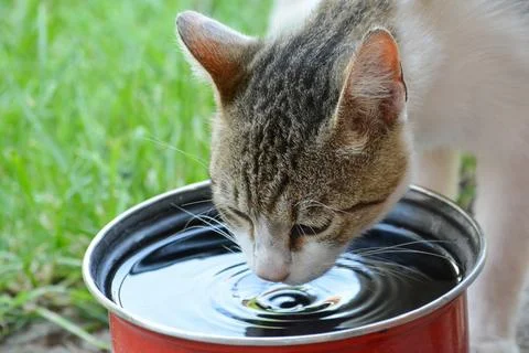 Cat drinking water Stock Photos