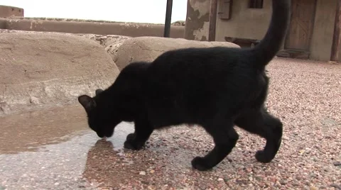 Cat Drinking Water from Puddle Video stock 50770784