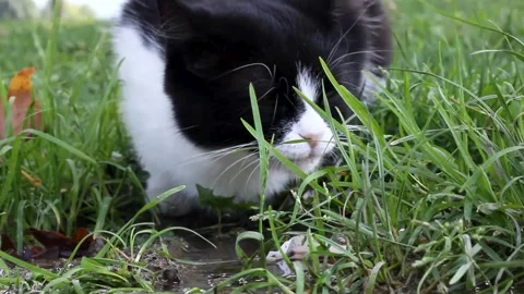 Cat drinking water from puddle in grass. Stock Footage