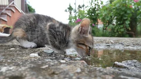 Cat drinking water from a puddle outdoors in cloudy weather Stock Footage 135527305