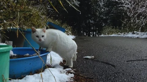 Cat drinking water in the snow 25fps Stock Footage 234973142