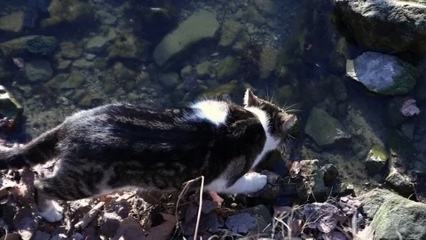Cat drinks at the lake Stock Footage 87547695