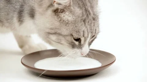 Cat Drinks Milk Video stock 52409717