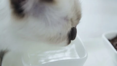 Cat drinks milk Stock Footage 129899774
