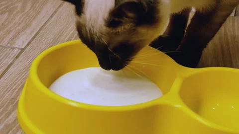 Cat drinks milk Stock Footage 148199227