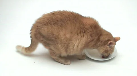 Cat drinks milk - HD Stock Footage 588562