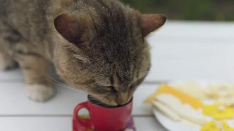 Cat drinks milk from a mug Stock Footage 198152711