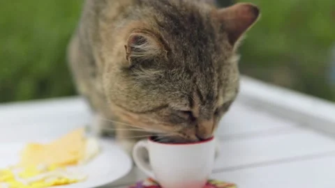 Cat drinks milk from a mug Stock Footage 201250521