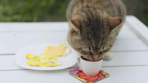 Cat drinks milk from a mug Stock Footage 201459234