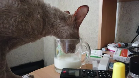 Cat drinks milk from a mug on the table Stock Footage 156664292