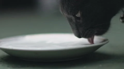 Cat drinks milk. Slow motion 120fps Stock Footage 67487997