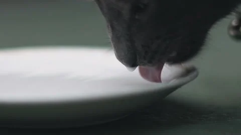 Cat drinks milk. Slow motion 120fps Stock Footage 67488058