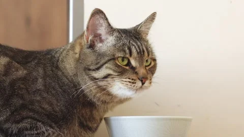 Cat drinks out of a ceramic bowl Stock Footage 267462869