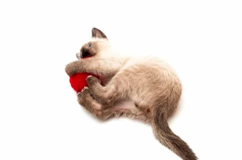 Cat drinks Stock Photos