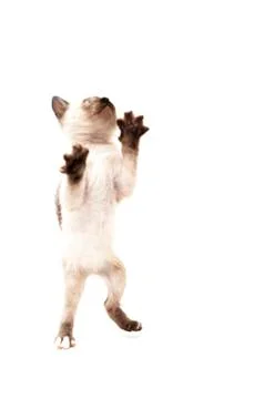 Cat drinks 写真素材