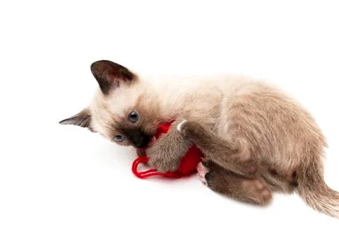 Cat drinks Stock Photos