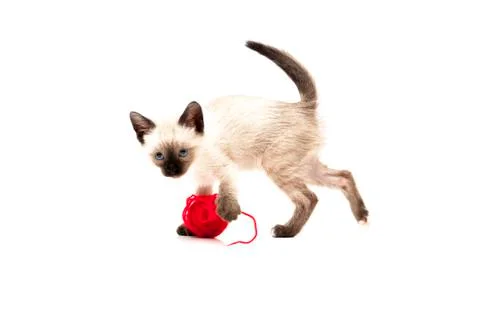 Cat drinks Stock Photos