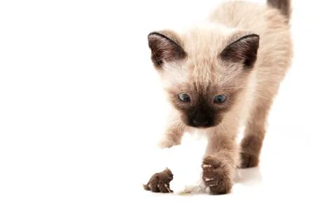 Cat drinks Stock Photos