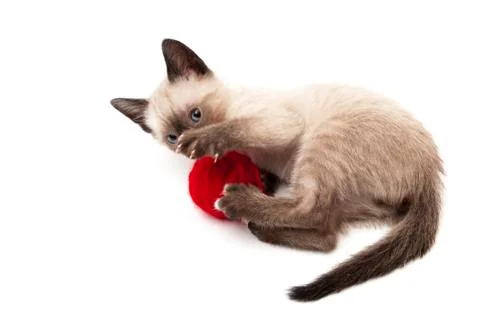 Cat drinks 写真素材