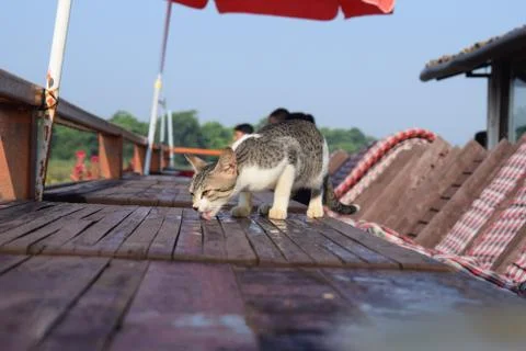 A cat drinks from a rain puddle. A cat drinks outdoors water Фото