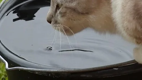 The cat drinks rain water from a bucket Stock-Footage 245677130