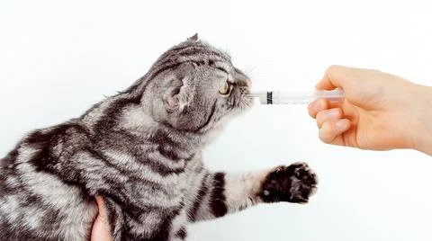 Cat drinks from a syringe. Foto stock