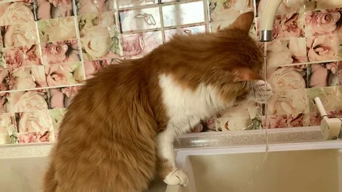 The cat drinks from the tap Stock Footage 119932425