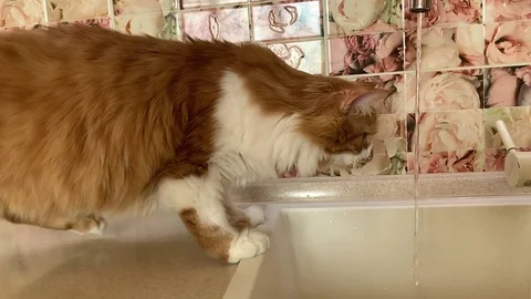 The cat drinks from the tap Stock Footage 119932558